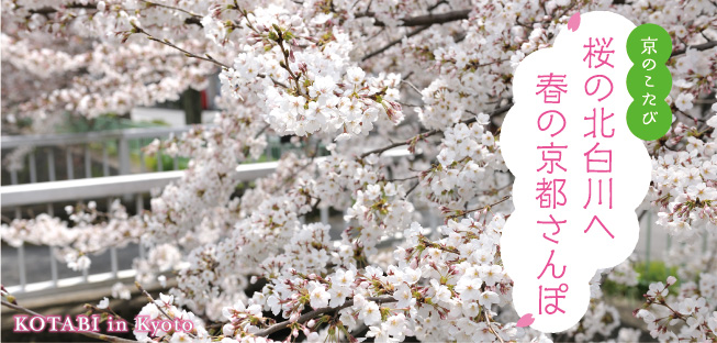 京のこたび 桜の北白川へ 春の京都さんぽ