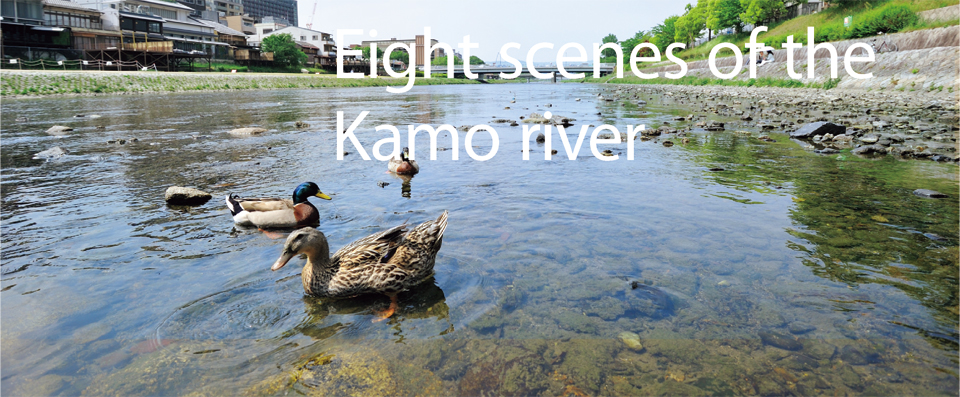 Eight scenes of the Kamo river