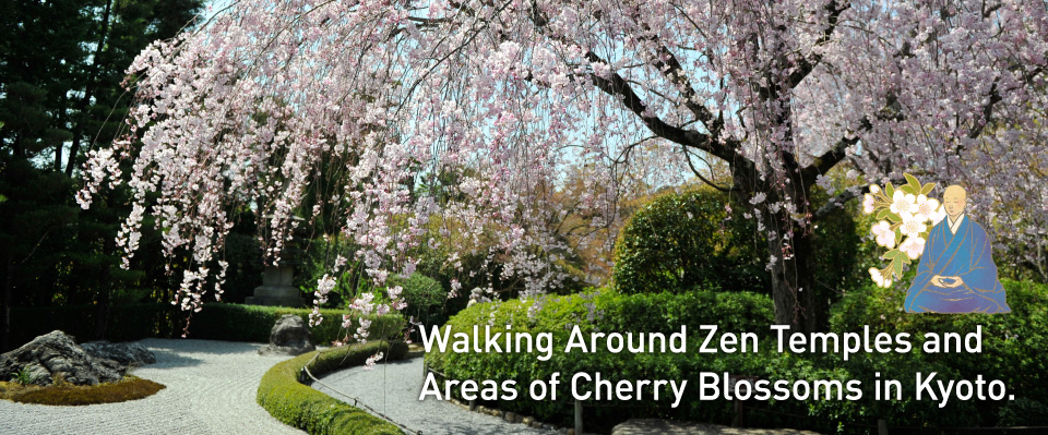 Walking Around Zen Temples and Areas of Cherry Blossoms in Kyoto.