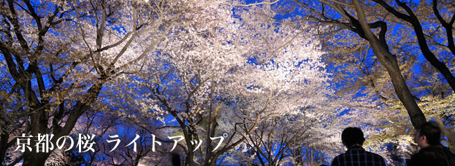 京都の桜　ライトアップ