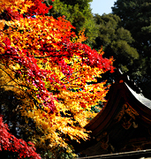 鷺森神社の写真イメージ03